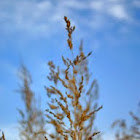 grass