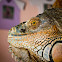 Green Iguana