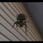 Furrow Orbweaver