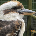 Laughing Kookaburra