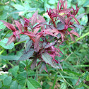 Rose rosette virus on multicolored rose.