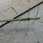 Unidentified Phasmida