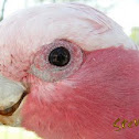 Galah