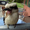 Kookaburra