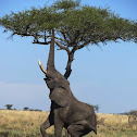 African Elephant