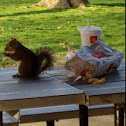 Gray Squirrel