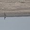 Little Cormorant
