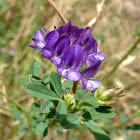 Alfalfa