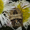 Starbellied orbweaver