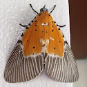 Owlet Moth