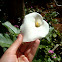 Calla Lily / Kala