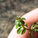 Cleavers, Goose Grass
