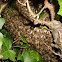 Honey bee
