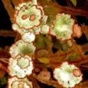 Lichen