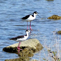 Black Necked Stilt