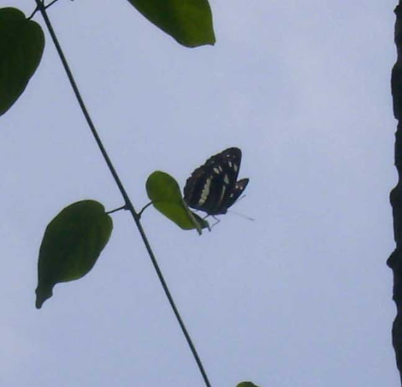 Spotting Image 1