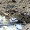 Blue tongued lizard