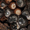 Bird's Nest Fungus