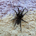 Haitian Brown Haired Tarantula
