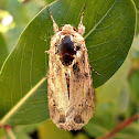Noctuid Moth.