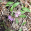 Spring Beauty