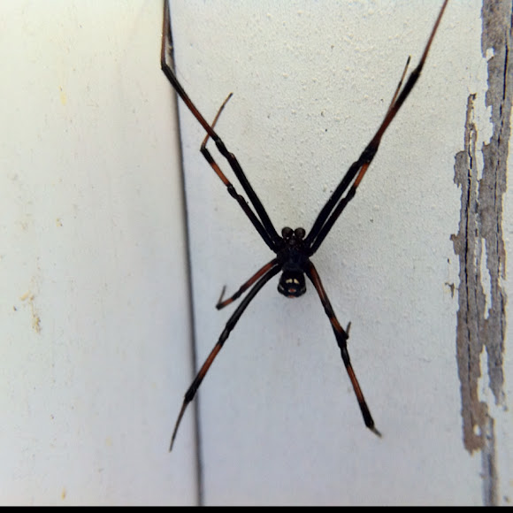 Spotting Image 1