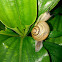 Snail