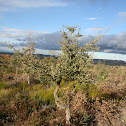 Cork oak