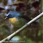 Snowy-browed Flycatcher