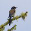 Western Scrub-Jay