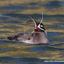 Whiskered Auklet