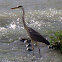 Grey Heron