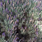 Lavanda