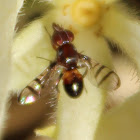 Signal Fly