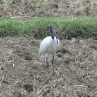 Black-headed Ibis