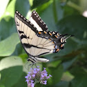 Tiger swallowtail