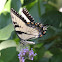 Tiger swallowtail