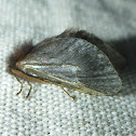 Moth