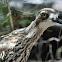 Bush Stone-Curlew