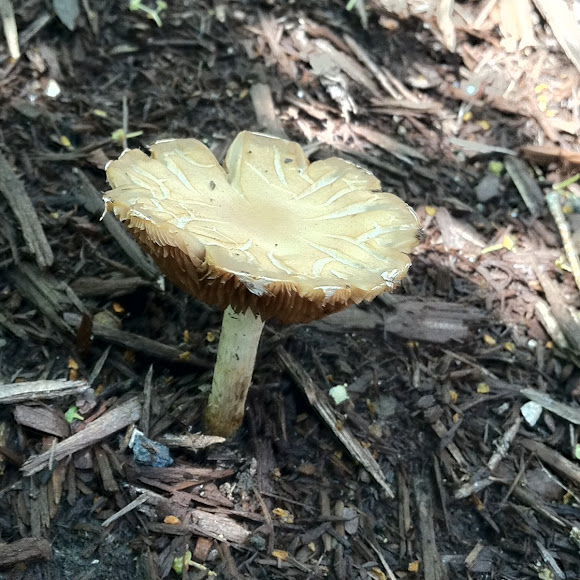 Spotting Image 1