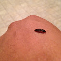 Click beetle