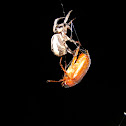 Furrow Spider