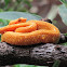 Yellow Eyelash Pitviper