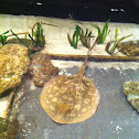 Ocellated river stingray