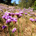 Sea Lavender or Statice