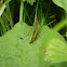 Meadow Grasshopper