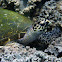 Green Sea Turtle