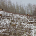 Rocky Mountain Elk