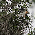 White-tailed Kite