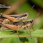 Grasshopper
